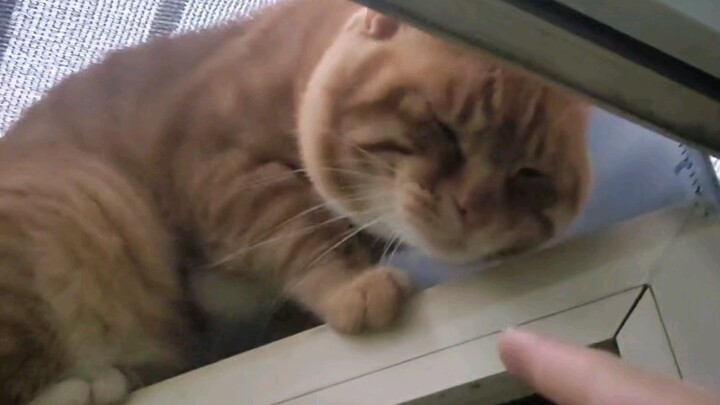 Tan làm về nhà bị con mèo ngốc làm phát tức chết