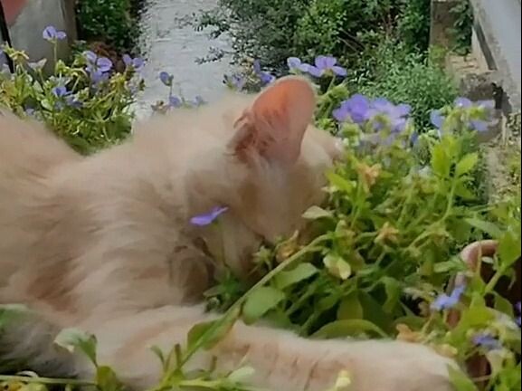 Kalau nggak ada serangga, aku juga mau rebahan begini.