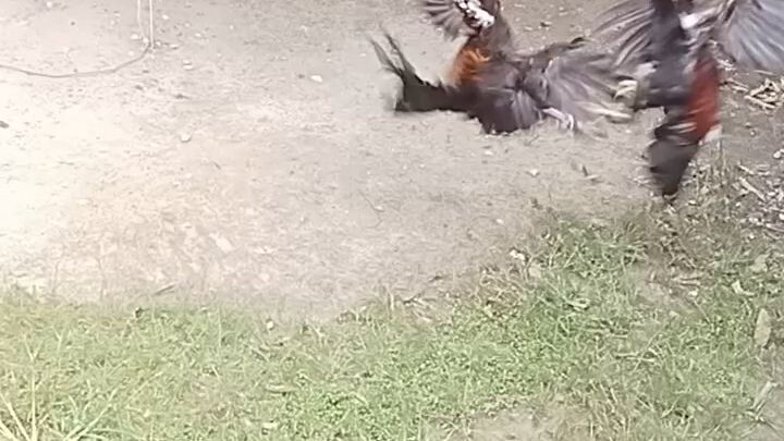 dayo muna yung may palong