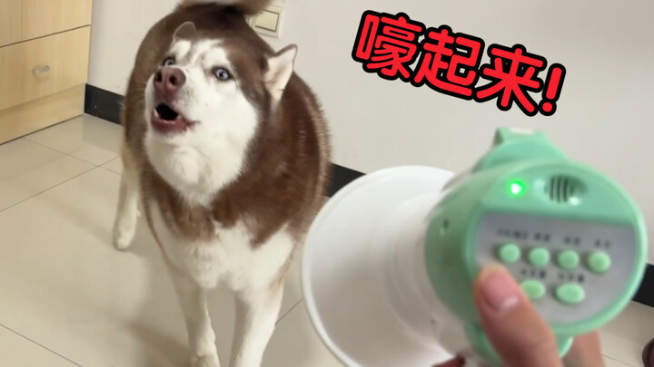 What happens when a Husky hears its own wolf howl?