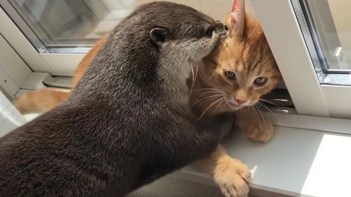[Otter] Otters and cats who can have fun anywhere ♂ [Little Sakura and Little Rice Cake]