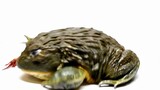 巨大的非洲牛蛙吞食毒蜈蚣，被在嘴里反咬，中毒，强忍