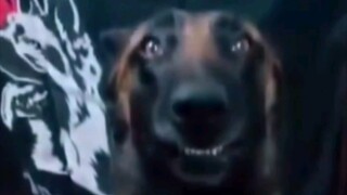 Anjing pengendali narkoba tampak penuh kebanggaan dan kemuliaan setelah berhasil mengungkap kasus be