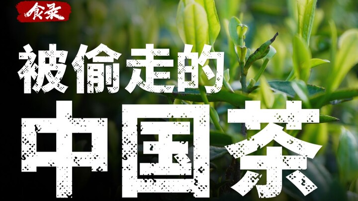 【食录】茶叶大盗是如何改变中国茶的发展的？
