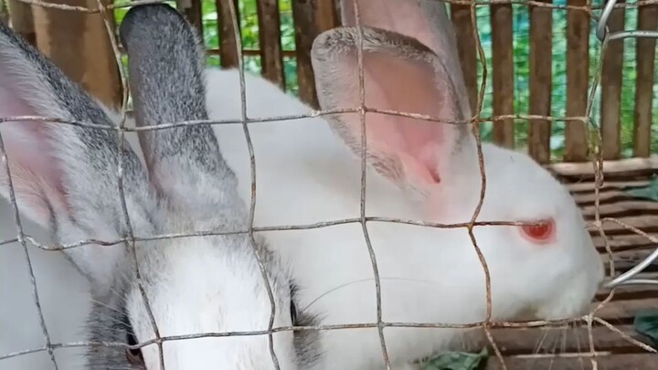 a beautiful eyes of rabbits👀🐰