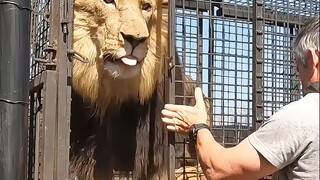 Sư tử được nuôi nhốt cũng vô cùng nguy hiểm!