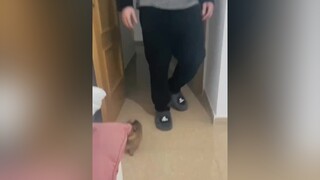 Xem em làm xiếc đây pet chó dog cute ONhaVanVui