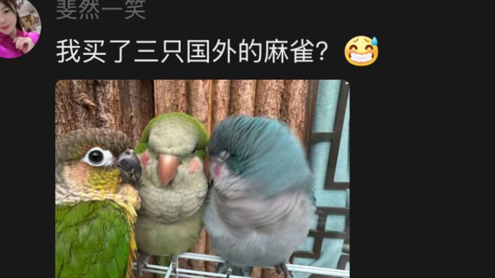 ขำตาย…ที่แท้เงินที่เสียไปซื้อคือนกกระจอกจากต่างประเทศ ไก่ตัวอ้วนน่ารักสุดๆ!