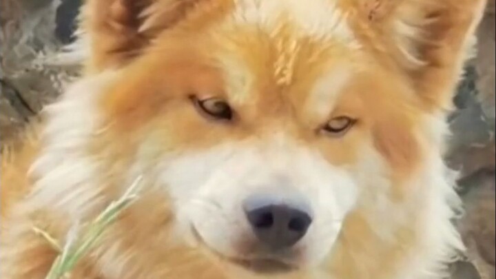 A true god among dogs, a living fossil of the canine world.