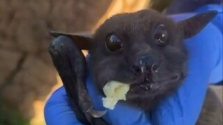 When you feed a fruit bat a banana, it looks at you with innocent eyes while eating!