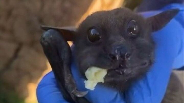 When you feed a fruit bat a banana, it looks at you with innocent eyes while eating!