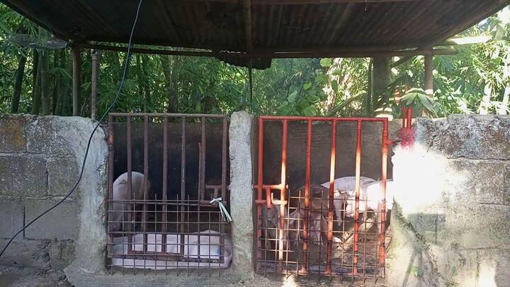 maglilinis ng kulongan ng baboy