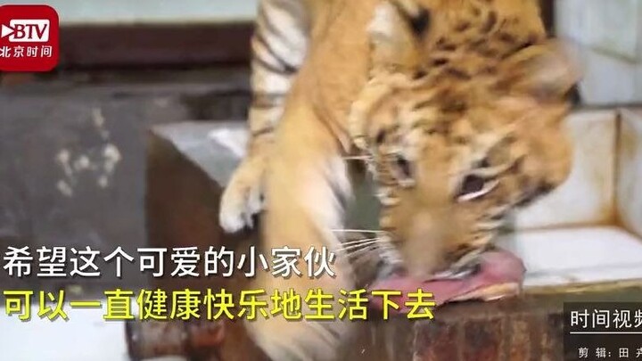 สัตว์ลูกผสมระหว่างเสือและสิงโตเพียงหนึ่งเดียวในโลกนี้ ยืนยันแล้วว่าเป็นเพศเมีย: อ่อนโยนและเชื่อฟังเห