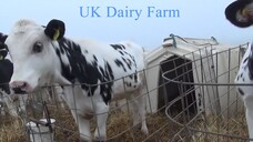 UK dairy farm investigation