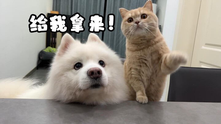 Oh no! Even the kittens and puppies are joining the table now!