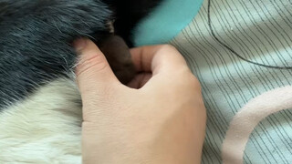 هذا هو الليتشي