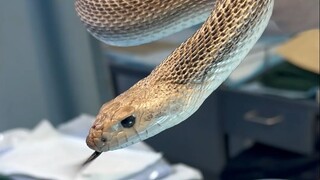 Can snakes also "get eggs stuck"?