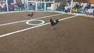 bornok line in LCA Dec 4, 2025           Albert Del Rosario🐔