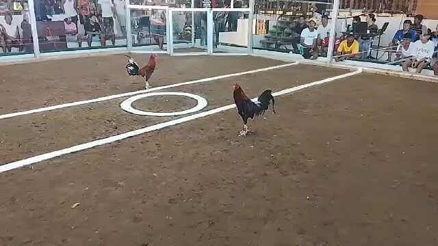 bornok line in LCA Dec 4, 2025           Albert Del Rosario🐔