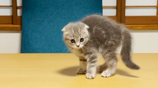 Lulu a kitten who makes a noise at 3 oclock in the middle of the night