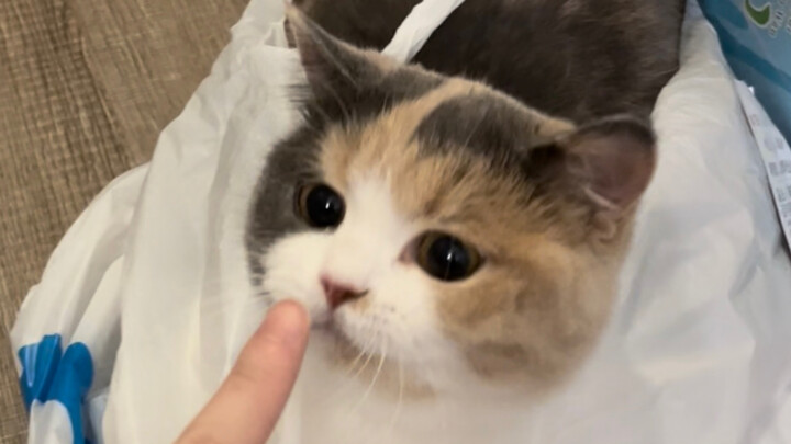 Bibi-bibi, kalau datang ke rumah saya, nggak usah bawa karung lagi, cukup bawa kantong plastik saja!