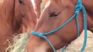 "Bao, eat grass!" A flattering horse with a girlfriend