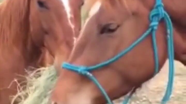 "Bao, eat grass!" A flattering horse with a girlfriend