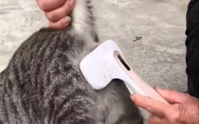 Cat: I hate humans who don’t know where to draw the line.