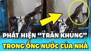 💥 Gia đình TÁ HỎA khi thấy TRĂN KHỦNG chui từ ống thoát nước trong nhà | TIN GIẢI TRÍ