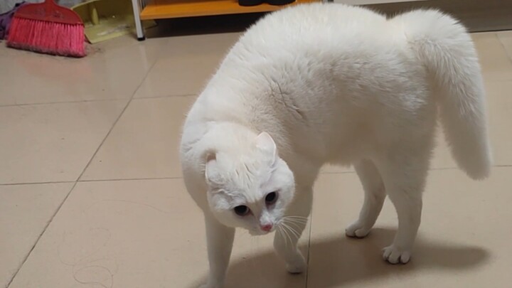 ปรมาจารย์เหล่าอู๋