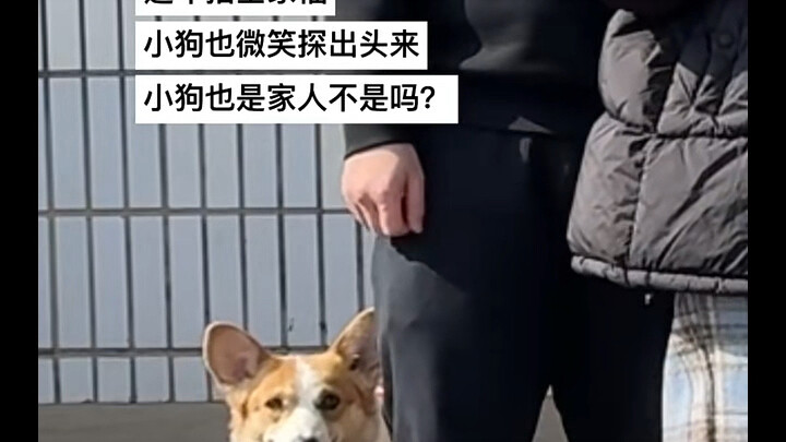 ลูกสุนัขก็คือสมาชิกในครอบครัวเช่นกัน!