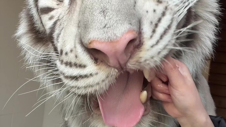 🦓: Ahem, watch your words.