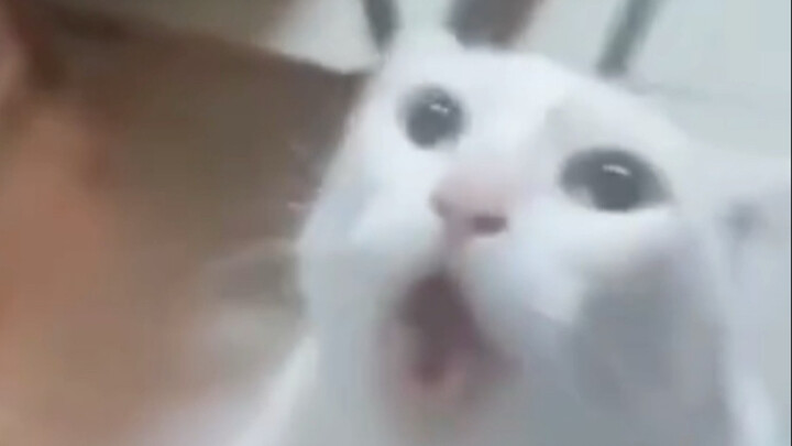 Mèo ơi, đây là cú mở màn chớp nhoáng với Xích Bối Long!