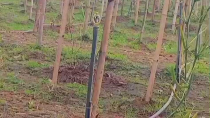 Agro life in Malaysia #reelsvideoシ #newsupdates #agriculture #followers #malaysia #everyone #farming