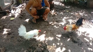 Spar 5 PumpkinHatch semi bantam anak ng PumpkinHatch na bulag