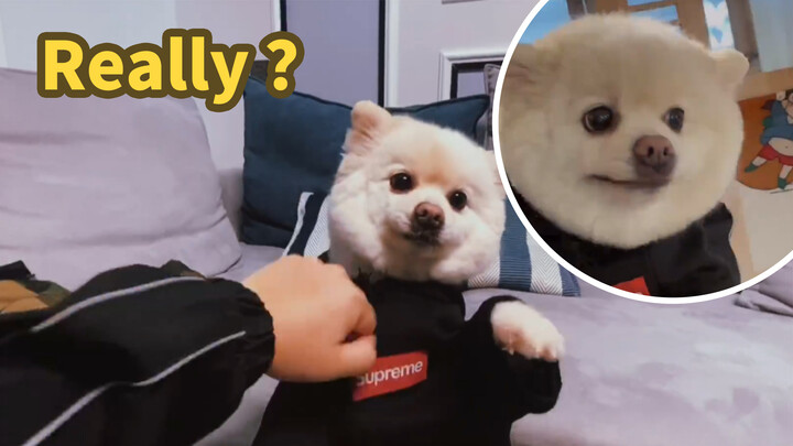 Bị lừa mua chó Pomeranian lai, không ngờ lại là một con chó thần tiên!