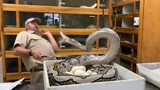 A Reticulated python becomes aggressive for protecting its egg