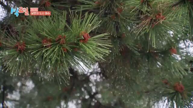 2 days 1 nighat eps 275 sub indo