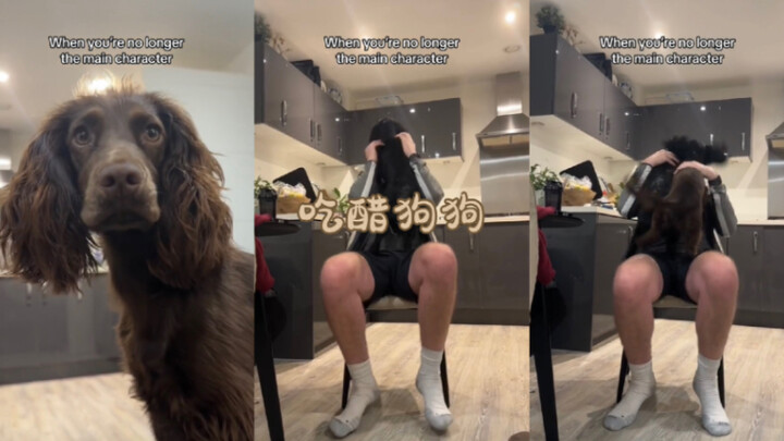 Chó tốt hay xấu