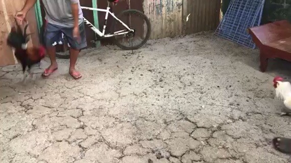 my brodcock/gilmore hatch/white hatch