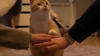 Thử nghiệm bắt tay với thú cưng