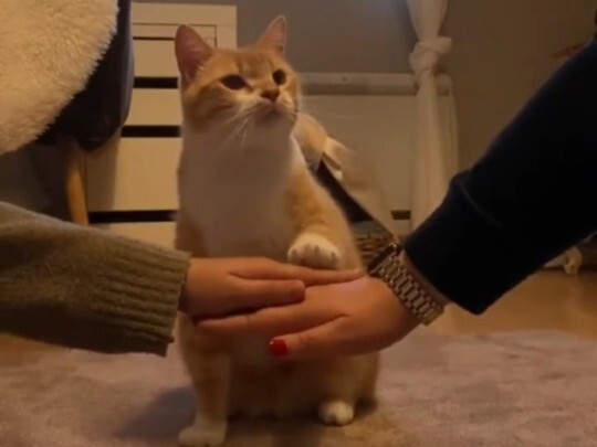 Pet Handshake Test