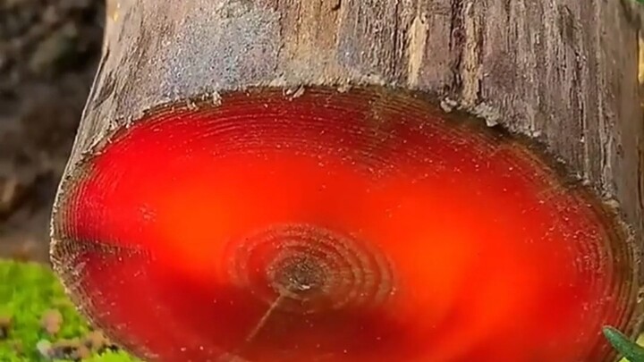 Introducing 25 Types of Wood—The Rarest One Costs a Staggering 10 Billion Per Ton!