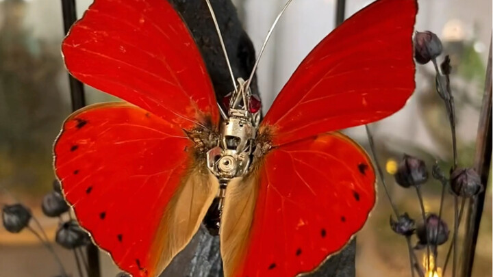 Medical miracle: I saved a butterfly with only its wings left!