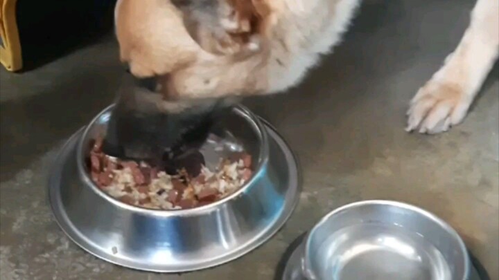 Dog Enjoys his Meal