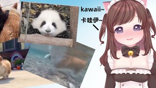 [Pie Pie Knot] Máy Kawaii tàn nhẫn