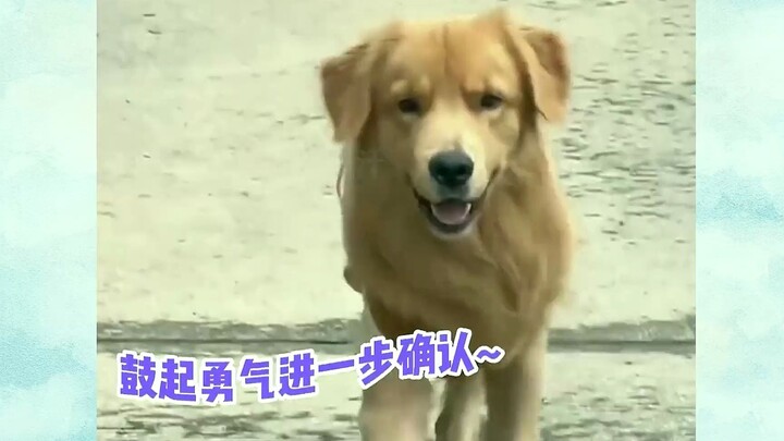 Facial recognition isn’t the dog’s forte—its owner wore makeup and it started shaking with fear! The