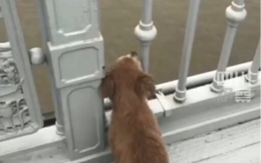 I’ve been by your side for so long—why did you leave me behind…? Heartbreaking: On Wuhan Yangtze Riv