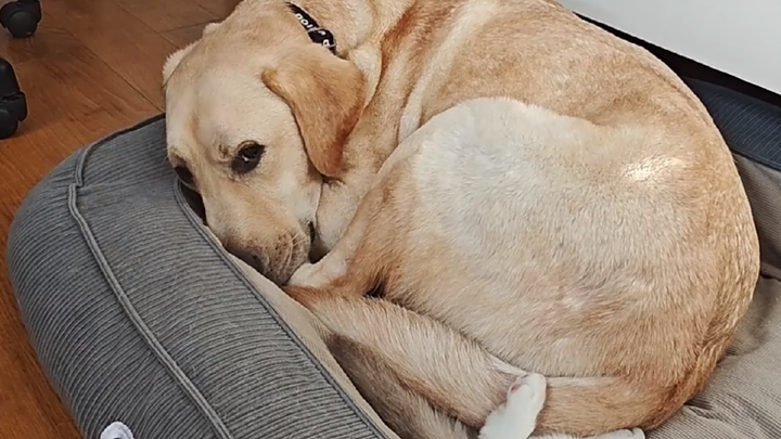 Cuaca mulai dingin, Xiao You dapat kandang anjing baru, tapi di dalamnya malah penuh kucing [Nozuko 