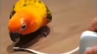 Cute Birb 🐦